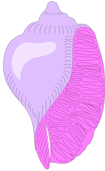 The image shows a purple shell with pink interior next to it on right side is another smaller red colored shell.