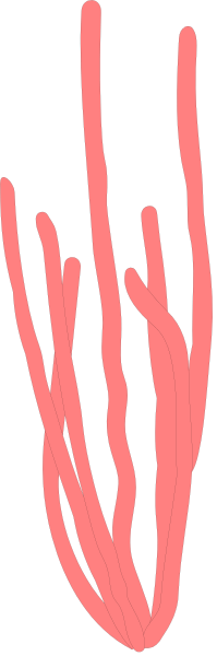 The image shows a red line with multiple branches extending from it against a gray background.