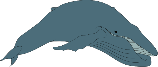 The image shows a blue whale with an open mouth swimming underwater against a gray background.