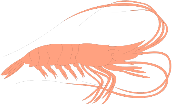 The image shows a pink shrimp with its tail curled upwards on what appears to be black background.