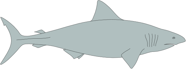 The image shows a shark swimming underwater with its mouth open to catch prey.