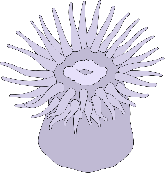 The first frame shows a purple flower with six petals on top of it; the second frame displays an orange coral-like structure in front of which is another similar but smaller one that appears to be growing from its base, suggesting reproduction and growth over time