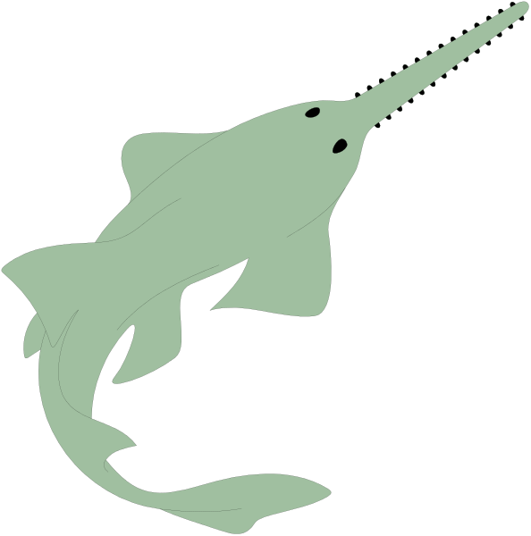 The image shows two different views of a shark with an elongated snout resembling that of a narwhal in black-and-white against white backgrounds.