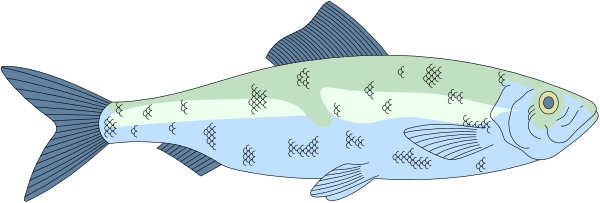 The image shows a fish with blue scales swimming underwater next to an aquatic plant.