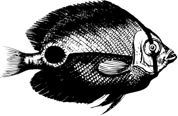 The black and white illustration depicts a fish with an open mouth next to what appears to be fishing equipment on land at nighttime.