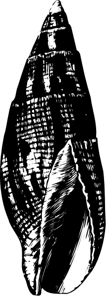The image shows a black and white photo of an object that resembles a shell with intricate patterns on it placed next to another similar-looking item in grayscale.
