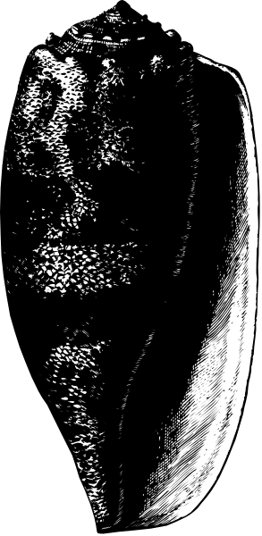 The image shows a closeup of an object with textured surfaces that resemble skin cells under magnification; it is black-and-white in coloration due to its monochromatic nature.