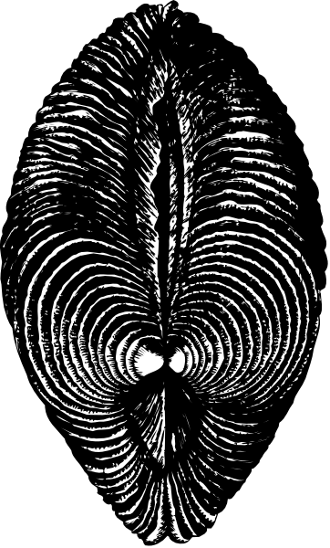 The image shows a black and white illustration of an oarfish with its dorsal fin prominently displayed in profile view against a dark background.