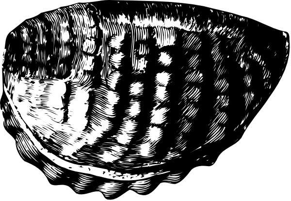 The black and white photo shows a close up of an object that resembles a shell with intricate patterns on it placed against a dark background.