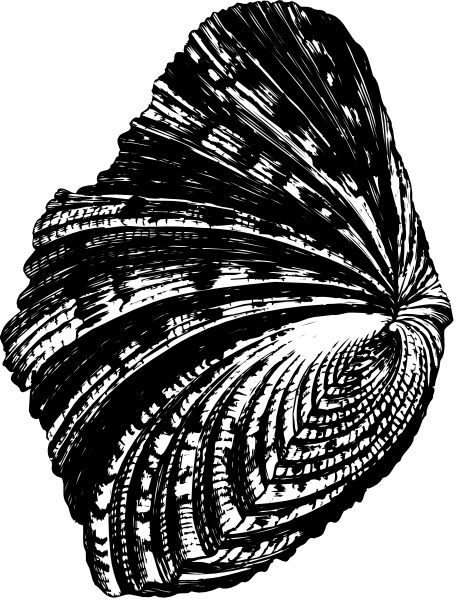 The black and white illustration shows a seashell with intricate patterns on it against a dark background.