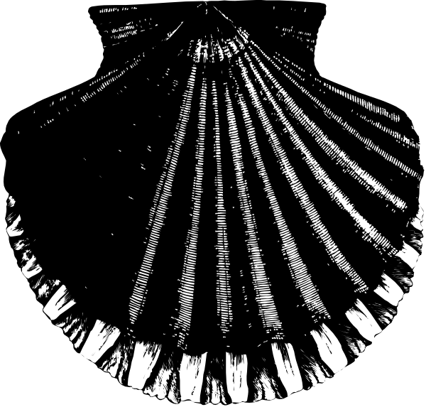 The black and white photo shows a seashell with intricate patterns on it against an indistinct background.