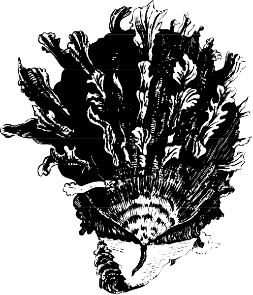 The black and white illustration shows a stylized plant with multiple leaves radiating outward from what appears to be an oval centerpiece atop a stem-like structure that resembles feathers, set against a dark background.
