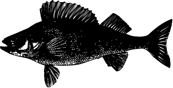 The image shows a fish with scales that resemble an eye chart pattern against a dark background.