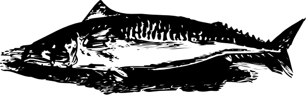 The black and white photo shows a shark fin with teeth visible above it against an underwater background.