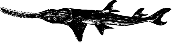 The image shows a black object with white spots against an indistinct background that appears to be dark gray.