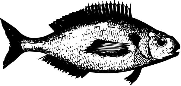 The black and white photo shows a fish with large eyes inside an aquarium tank.