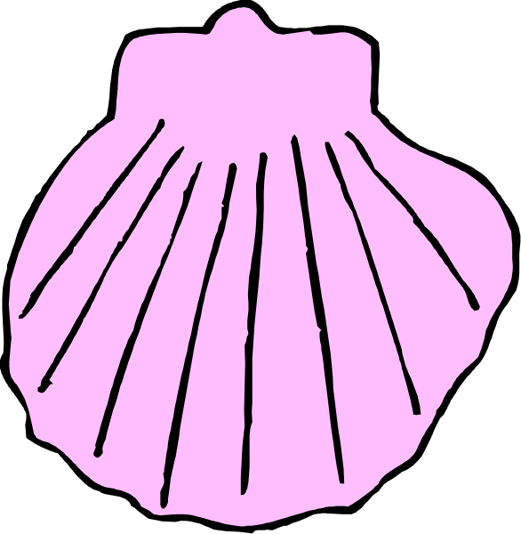 The image shows two shells with a pink interior against black background; no other elements present.