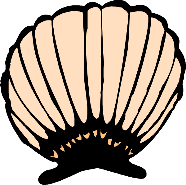 The image shows a stylized depiction of an open seashell with its interior visible against a dark background.