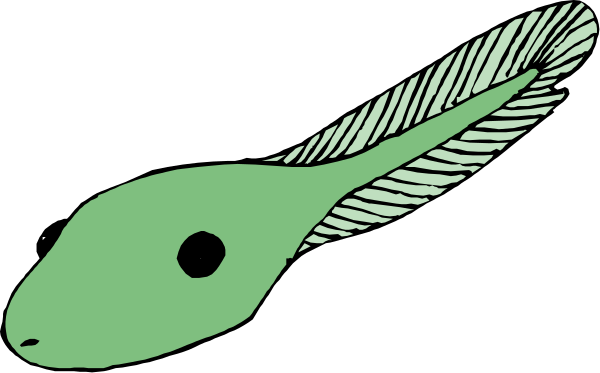 The image shows two green fish with feathered fins swimming side by side against a black background.
