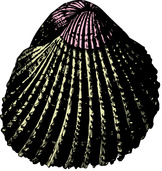 The images show a single seashell with an open top against two different backgrounds: black for the left side of image 1 and pinkish-purple on right side of same image. There is no text present in either photo, which focuses solely on depicting shell art or clipart style illustration without any additional context provided by words within it. The seashell appears to be a type commonly found along coastlines with its spiral pattern and ridged texture visible from the top view perspective shown herein.
