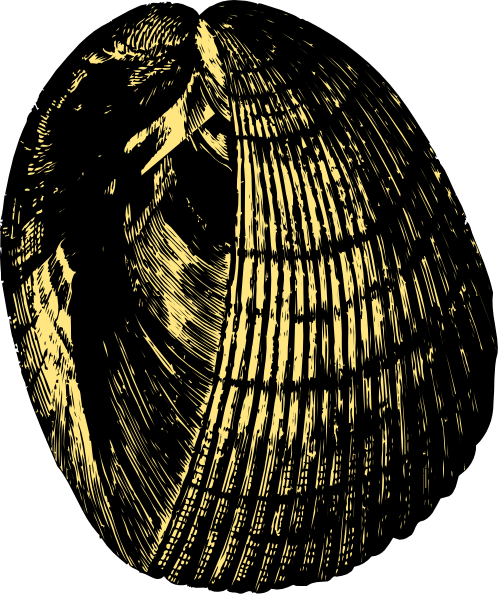 The black and white illustration shows a closeup of an oyster shell with its intricate patterns visible on it's surface.