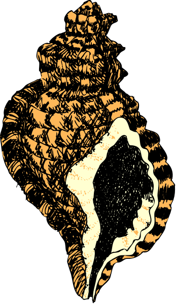 The image shows a stylized illustration of an open seashell with what appears to be a human figure inside it against a dark background.