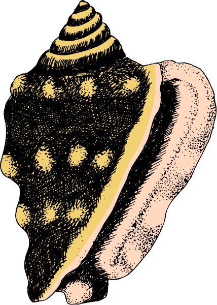 The black and white illustration shows a seashell with an intricate pattern on its surface placed against a dark background.