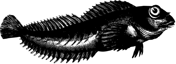 The black and white illustration shows a fish with an eye on it swimming underwater near what appears to be seaweed in front of its face.