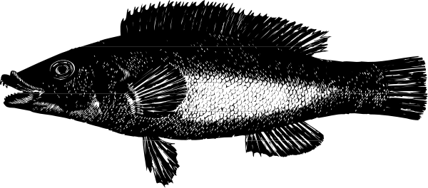 The black and white photo shows a fish with sharp teeth swimming towards an unseen viewer from left to right across what appears to be water in front of it.