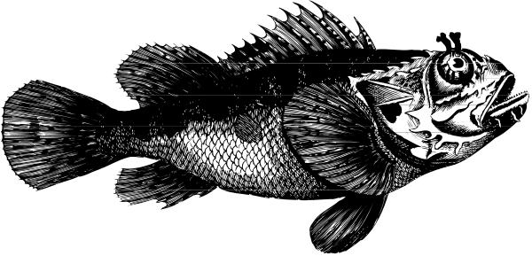 The black and white illustration shows a fish with scales that resemble feathers on its body swimming near an underwater plant in what appears to be a river environment.