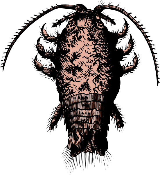 The black and white illustration shows a lobster with its claws spread out against a dark background.
