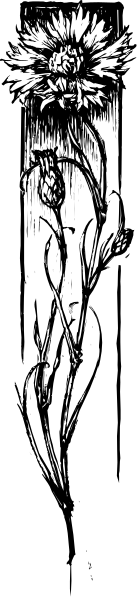 The black and white photo shows a person's face split into two halves by an artificial line that runs vertically down their head from forehead to chin on either side of this dividing line is half of another image, which appears to be a flower with petals radiating outward in the upper right quadrant.