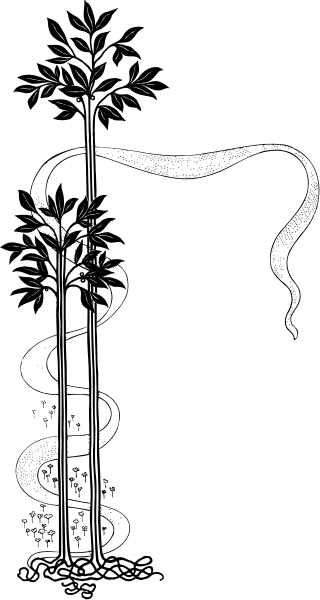 The black and white photo shows a tall tree with branches extending outward on both sides of its trunk against an indistinct background that appears to be darker than the rest of the image.
