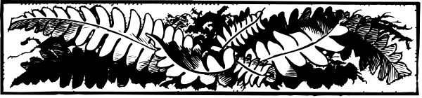 The black and white illustration shows a fern with multiple fronds extending from its base on either side of what appears to be an elongated oval shape in between them.