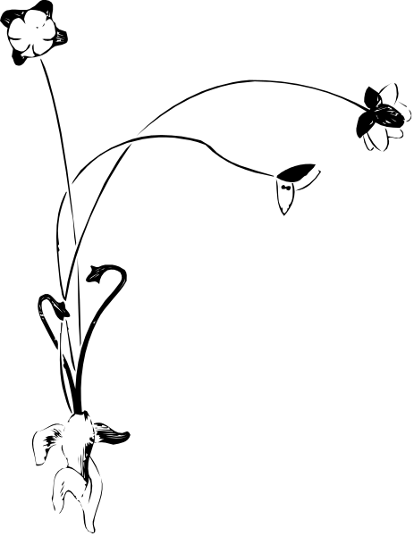 The photo shows a black silhouette of an animal against a dark background with no other discernible details visible due to low light conditions.