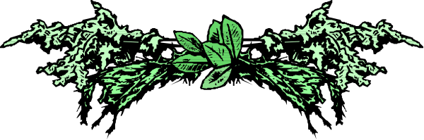 The image shows a green plant with white flowers on top of it against a black background.