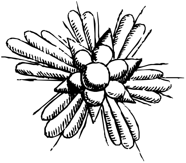 The black and white illustration shows a cluster of grapes with leaves attached to them on top left corner against dark background.