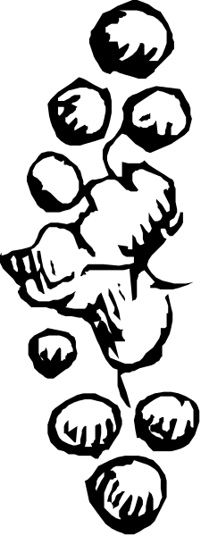 The image shows a black and white photo of an animal with multiple heads on its body.