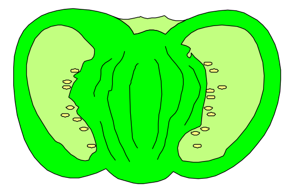 The image shows a green pepper with two cut halves revealing its seeds inside.