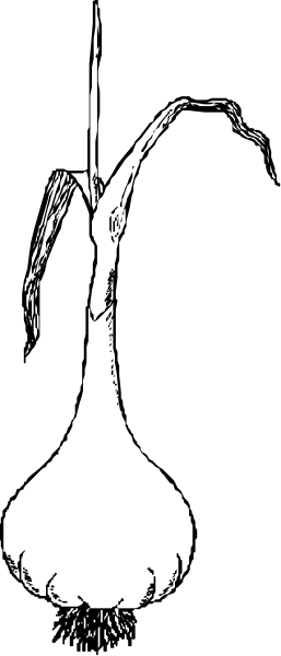 The black and white photo shows a close up of an elephant's trunk with its tusk visible on top right corner against dark background.