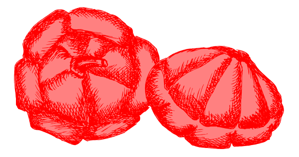 The image shows two red fruits with a stem on top of each other against a white background.