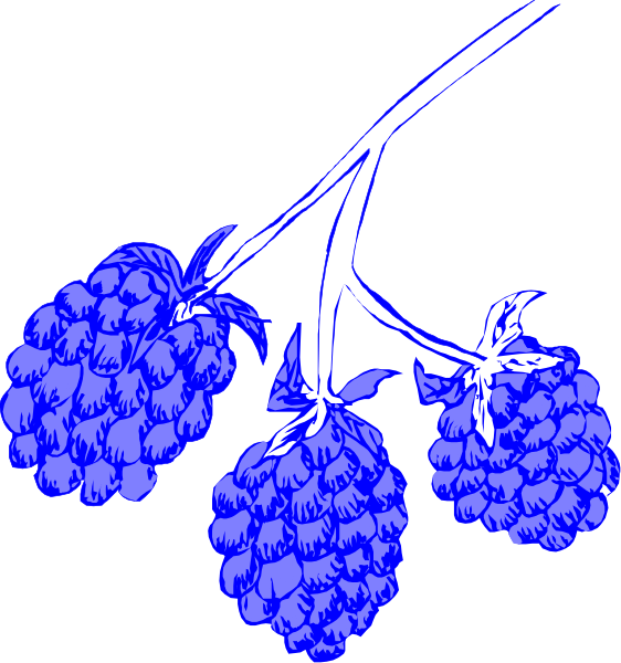 The image shows a blue illustration of two bunches of grapes hanging from vines against a black background with no additional context provided about their location or surroundings.