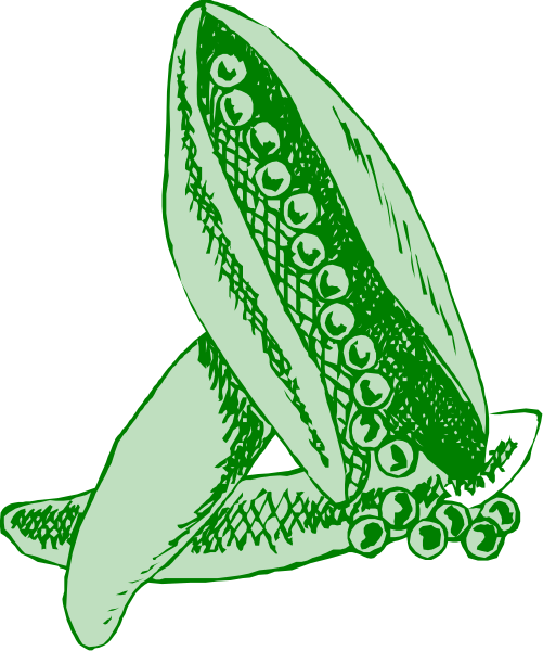 The image shows a stylized illustration of an open green pod with several pearls inside it against a dark background.
