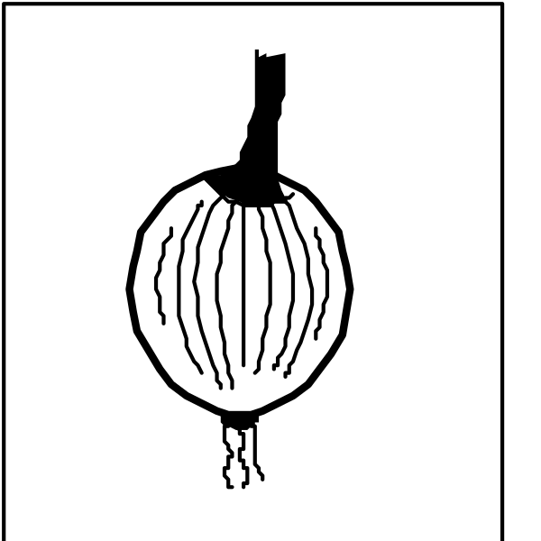 The black and white illustration shows a single onion with its skin removed to reveal layers inside it hanging from an unseen string against a plain background.