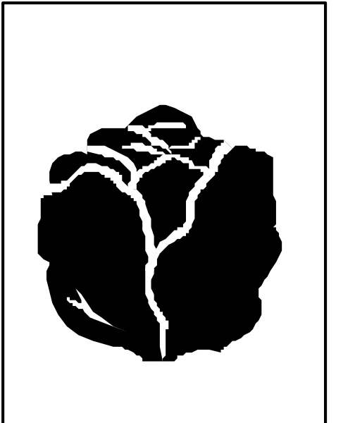 The image shows a black rock with cracks on it against a white background.