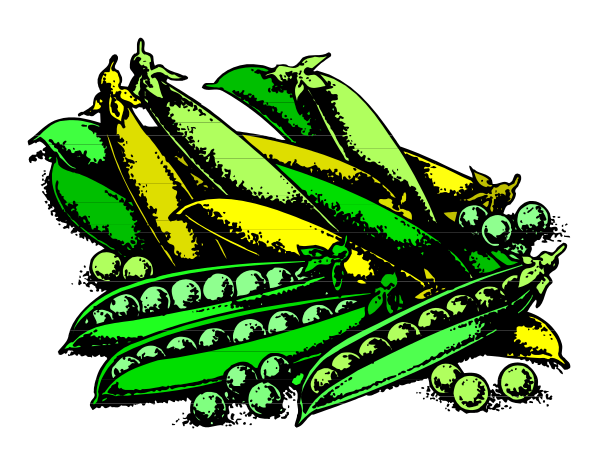The image shows a bunch of green beans with yellow pods on top next to some peas that have been harvested from their plants in an outdoor garden during daylight hours under clear skies.