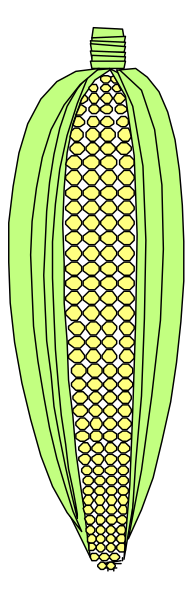 The image shows a stylized illustration of an ear of corn with kernels on it against a black background.