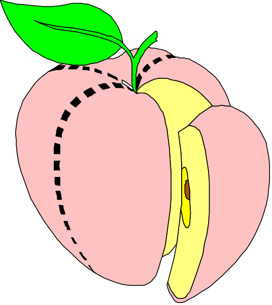 The image shows a cartoon of an apple with two slices cut out from it to reveal its interior structure inside another whole apple slice that is placed on top as if being held in place by magnets.