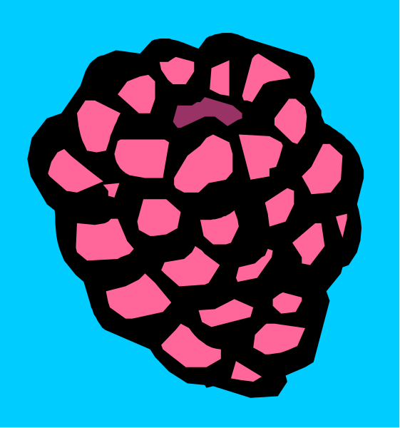 The image shows a blackberry with pink berries on it against a blue background to its left side.