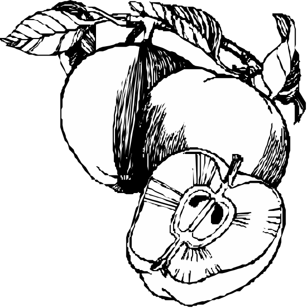 The black and white illustration shows a bunch of apples with leaves on top left side against dark background; right image is similar but includes an apple cut in half revealing seeds inside.